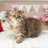 スコティッシュフォールド(折れ耳)