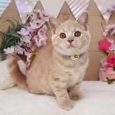 ブリティッシュショートヘア