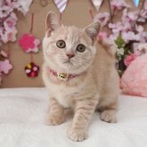 ブリティッシュショートヘア