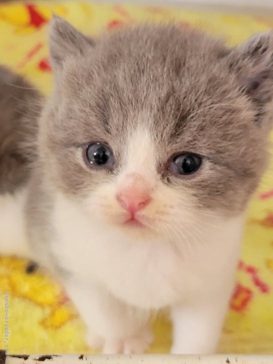 彦坂君重ブリーダーのブログ：子猫生まれてます