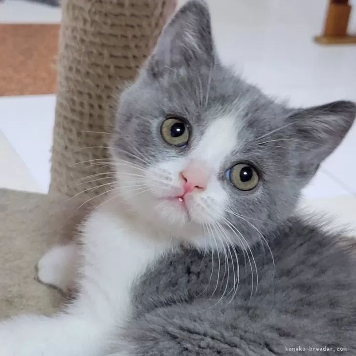ID:2407-01142の子猫