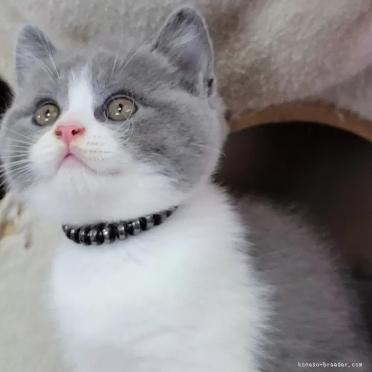 ID:2408-00502の子猫