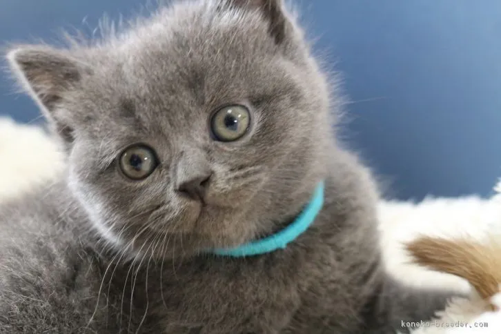ID:1604-00053の子猫