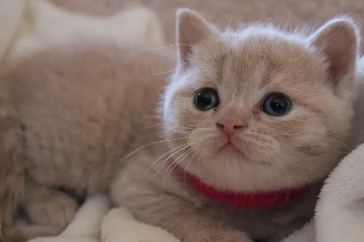 ID:1603-00343の子猫