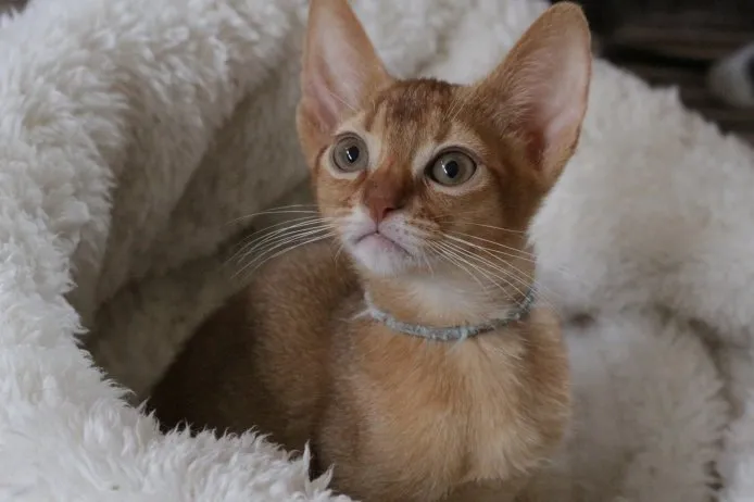 ID:1409-00286の子猫