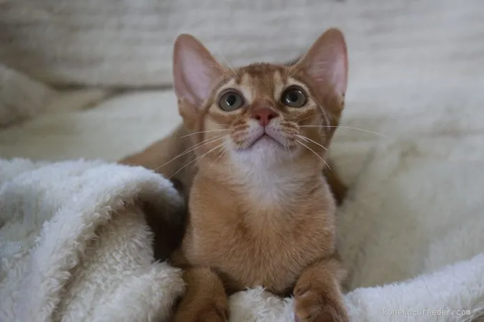 ID:1506-00471の子猫