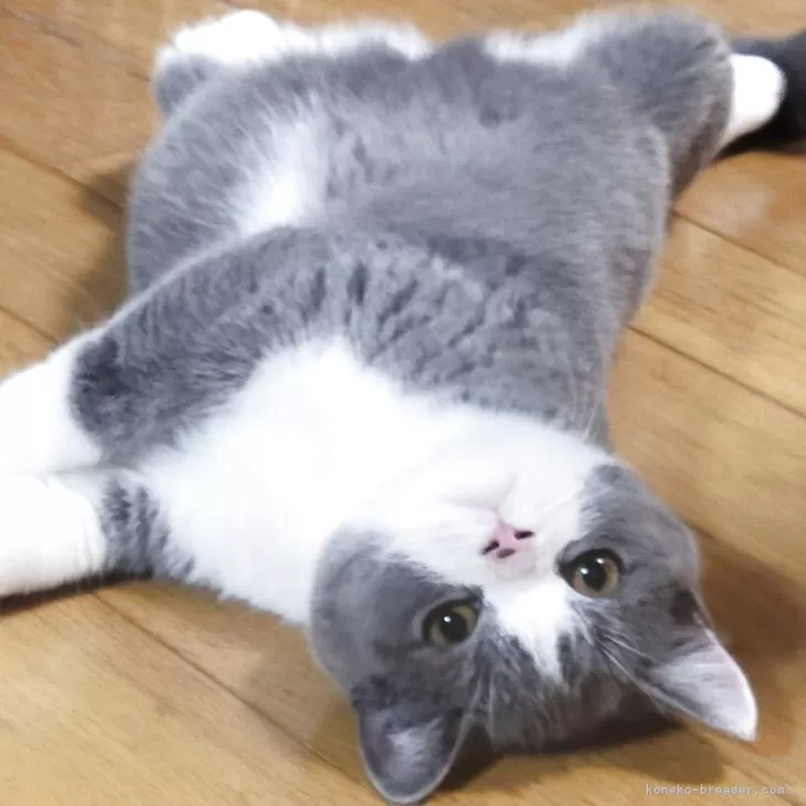 ID:2504-02214の子猫