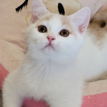 ブリティッシュショートヘア【愛知県・男の子・2025年1月19日・クリーム&ホワイト】の写真「白が多めのクリーム&ホワイトくんです」