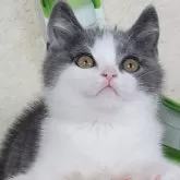 ブリティッシュショートヘア