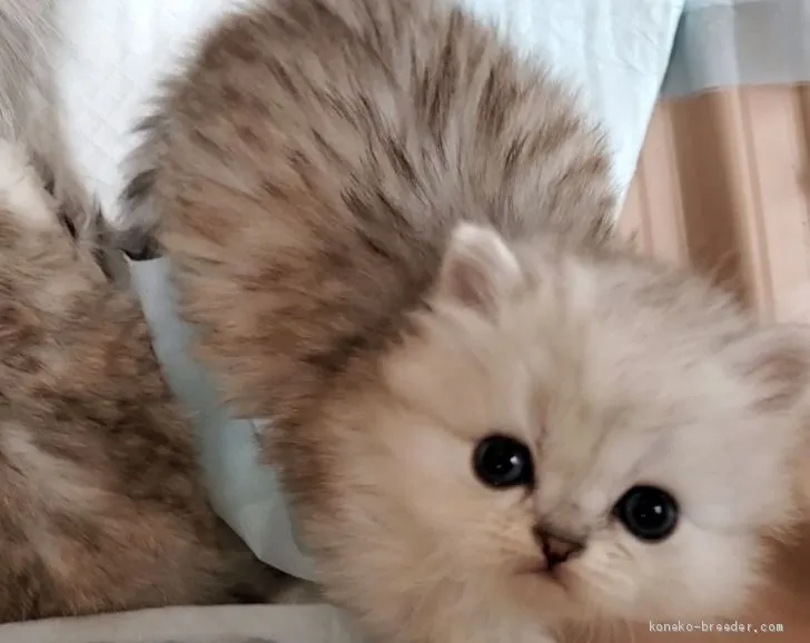 ID：2102-01434の子猫