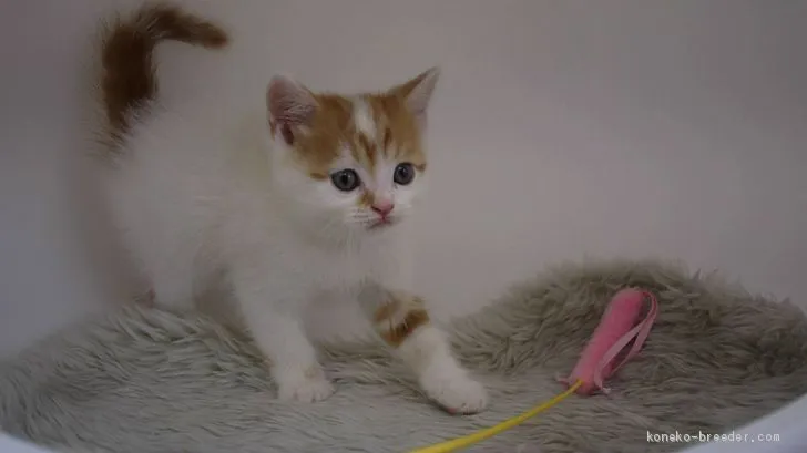 まる 様のお迎えした子猫