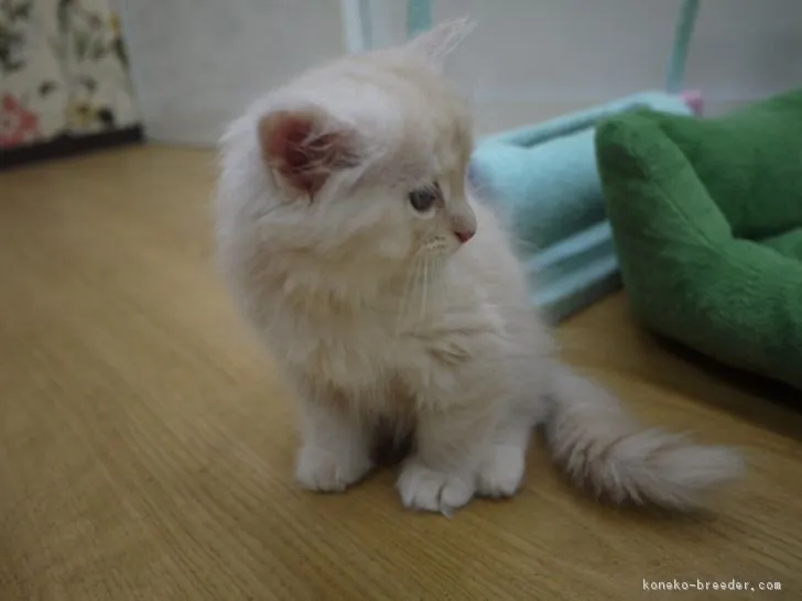 あくびちゃん 様のお迎えした子猫