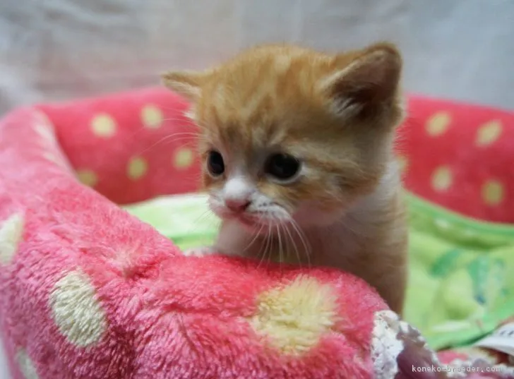 ふぅちゃん 様のお迎えした子猫