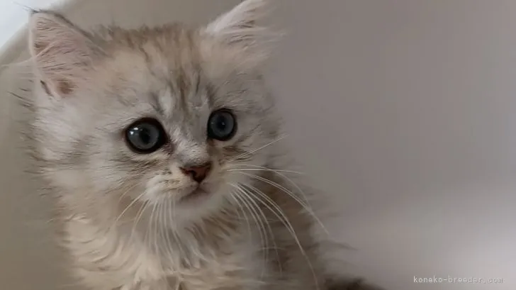 ID:2205-02433の子猫