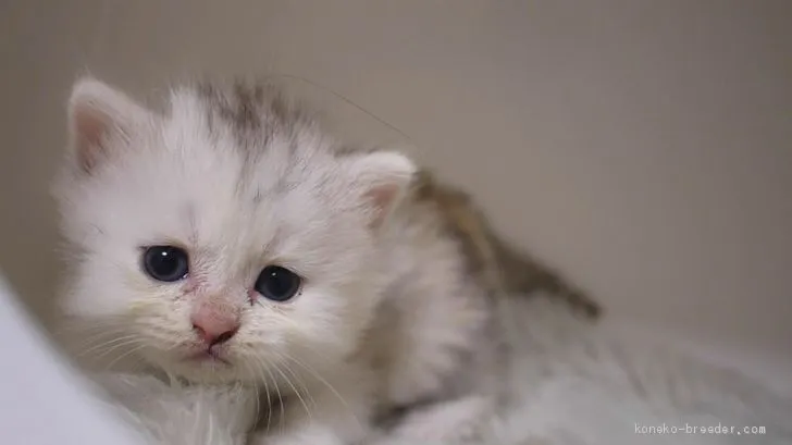 れー 様のお迎えした子猫