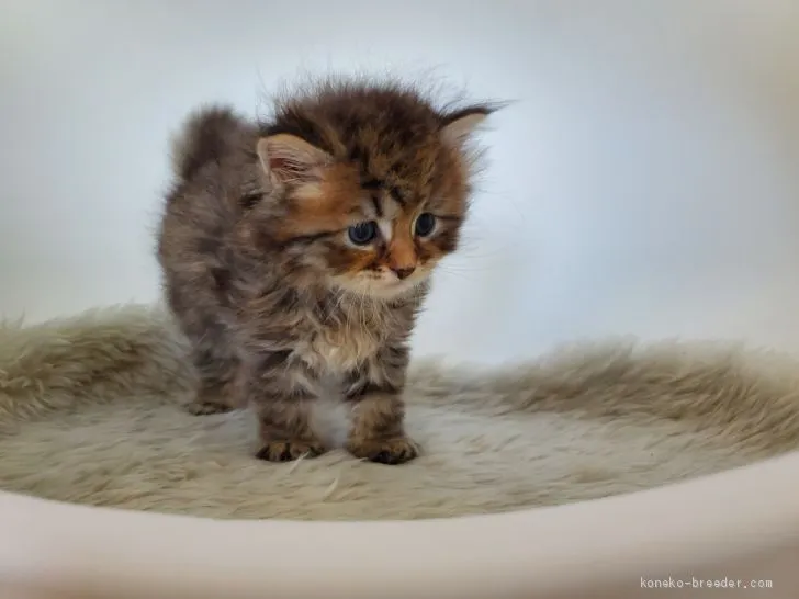 ロコ 様のお迎えした子猫