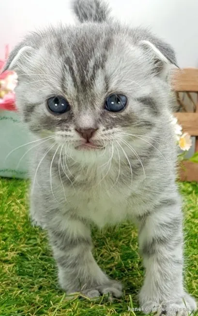 ID:2312-00497の子猫