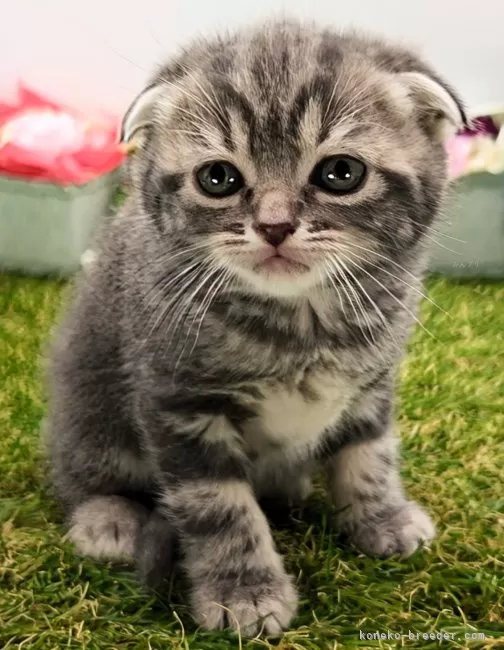 ID:2312-02276の子猫