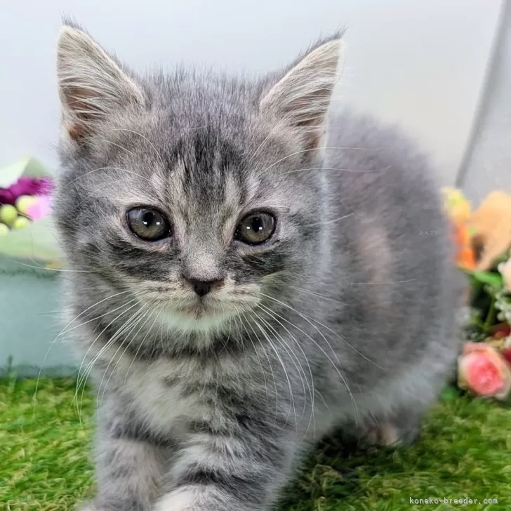 ID:2504-03194の子猫