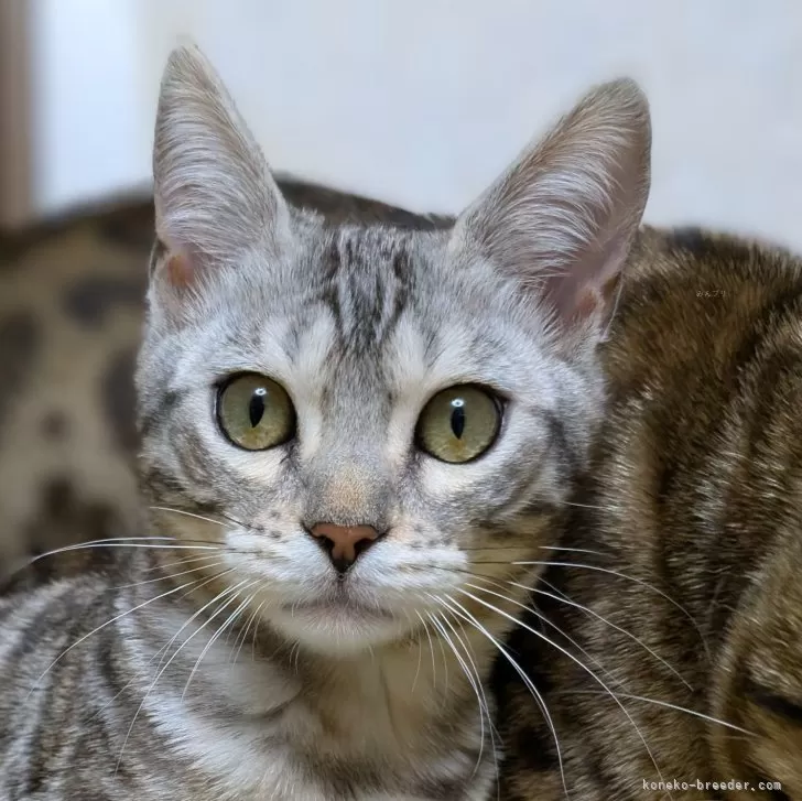 ID:2504-01446の子猫