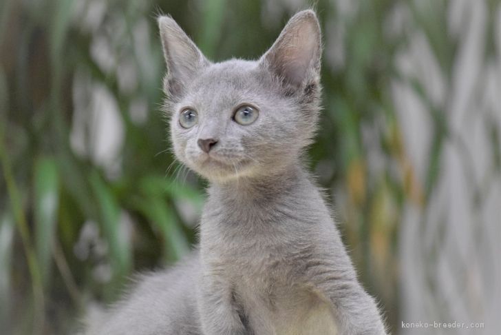 ロシアンブルー 大阪府 男の子 年6月12日 ブルー 私達のママはacfa アメリカ チャンピオン みんなの子猫ブリーダー 子猫id 07