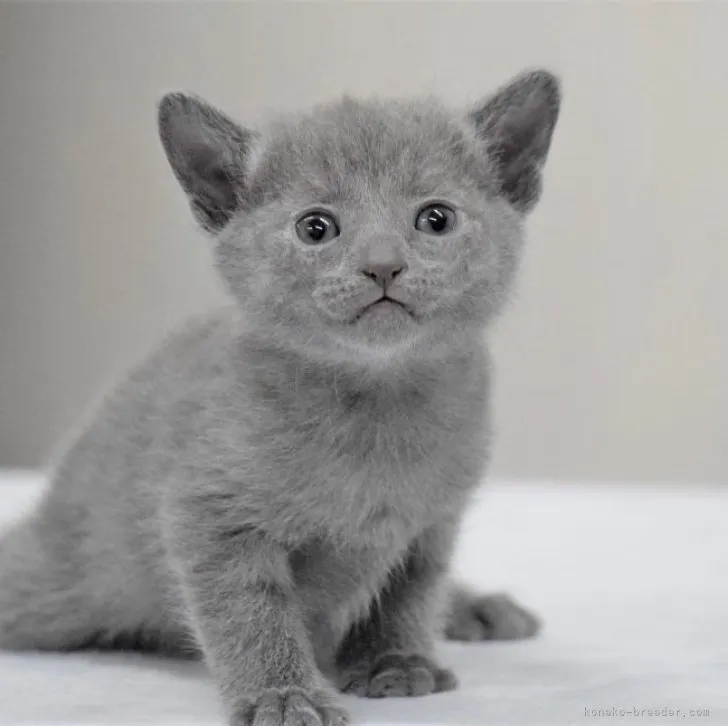 ID:2304-01517の子猫