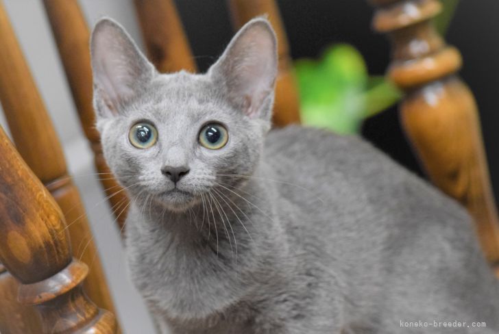 子猫をお迎えいただいたお客様の声 口コミ 評判 大阪府 みんなの子猫ブリーダー