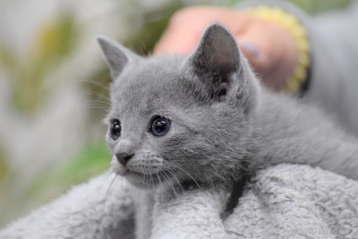 ロシアンブルー 大阪府 男の子 21年11月日 ブルー お年玉セールとして お安くご案内 みんなの子猫ブリーダー 子猫id 2112