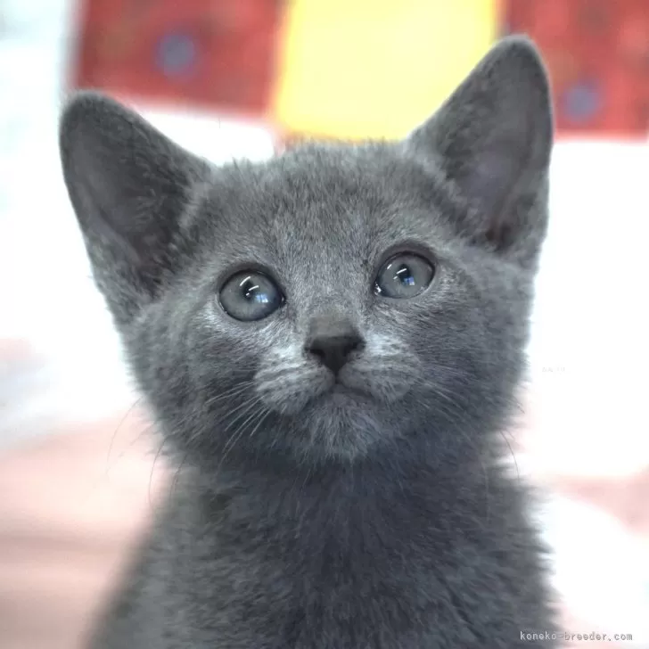 ID:2501-02478の子猫