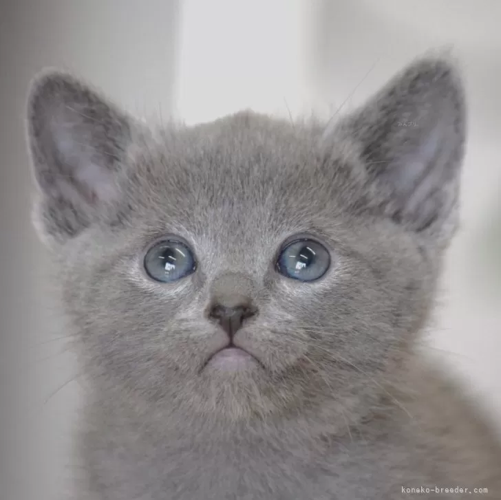 ID:2504-00927の子猫
