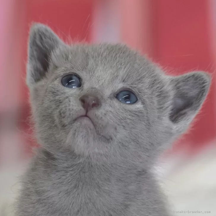 ID:2504-03200の子猫