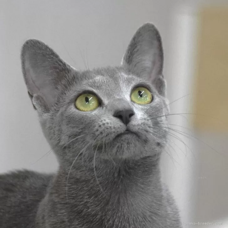 ID:2409-02338の子猫