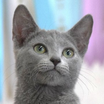 ロシアンブルー【大阪府・女の子・2024年12月10日・ブルー（ショート・ダブルコート）】の写真「お姉様に成りました💕」