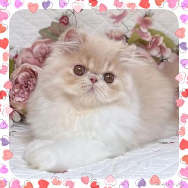 ID:2205-01698の子猫