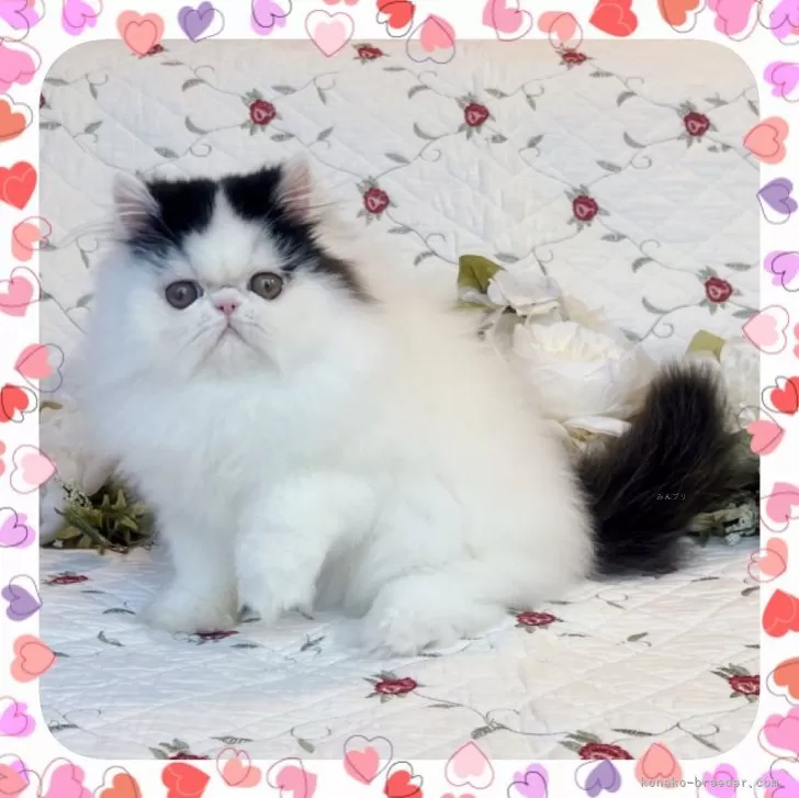 ID:2411-00002の子猫