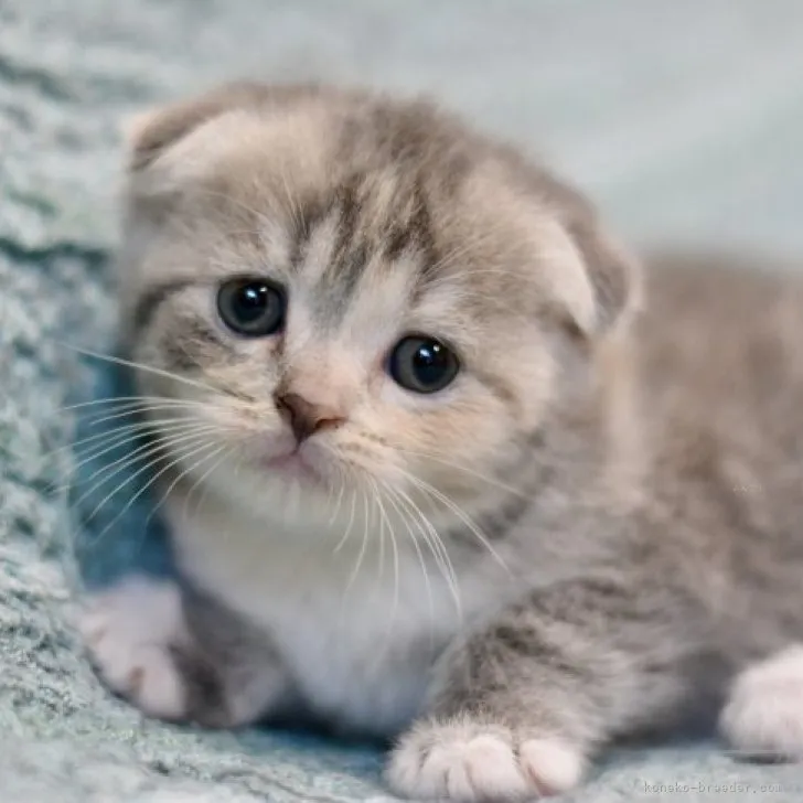 ID:2310-00586の子猫