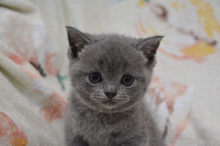 ブリティッシュショートヘア 愛知県 女の子 21年6月15日 ブルー 丸顔でとても可愛い みんなの子猫ブリーダー 子猫id 2107