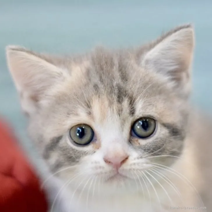ID:2310-00583の子猫