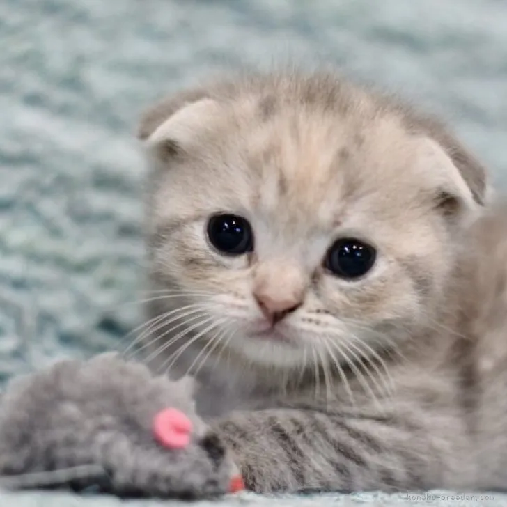 かお 様のお迎えした子猫