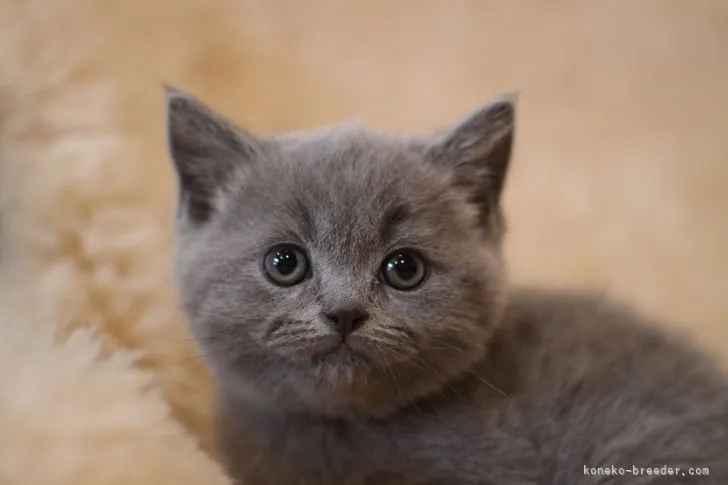 ID:2104-00793の子猫