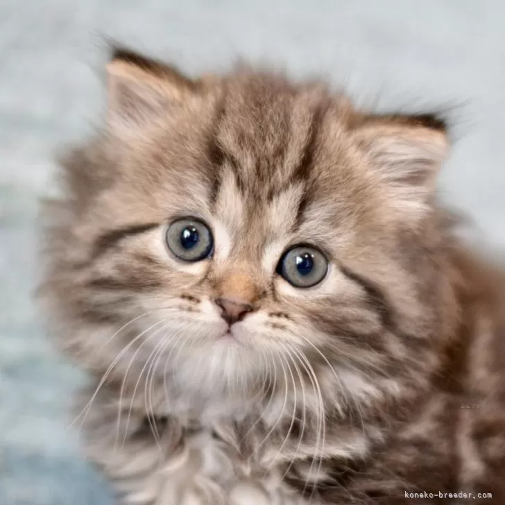 ID:2404-01455の子猫
