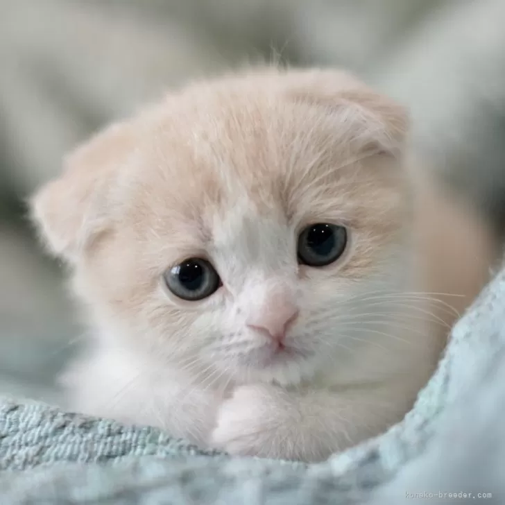 ID:2404-01502の子猫