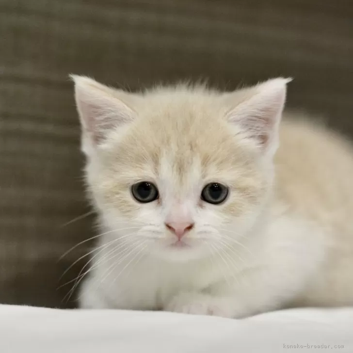 ID:2404-00643の子猫