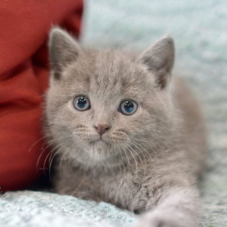 Fuku7550 様のお迎えした子猫