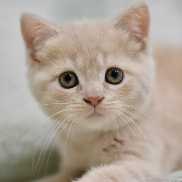 ID:2312-00928の子猫