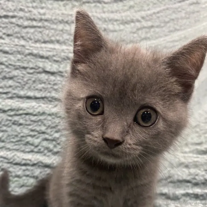 ID:2308-02446の子猫