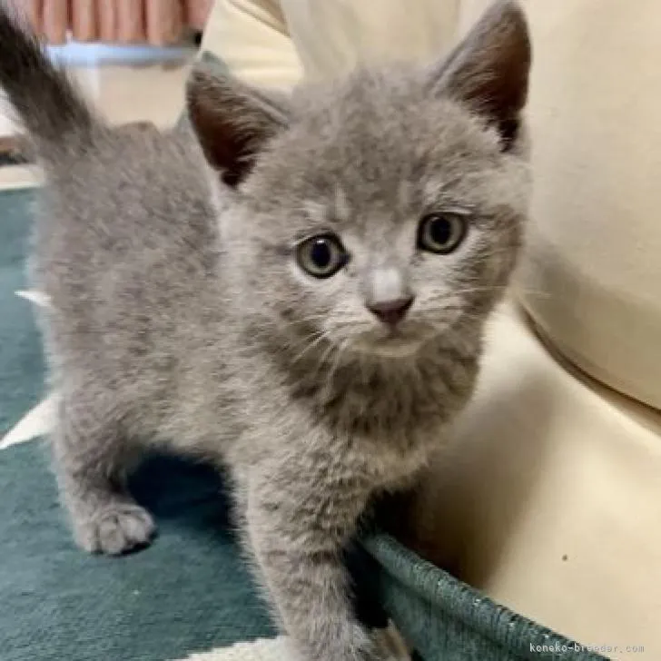 ID:2206-02572の子猫