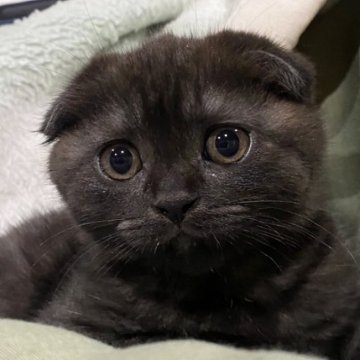 新規購入 爆笑が相次いだ黒猫の“奇跡の一枚 黒猫の子猫を探す