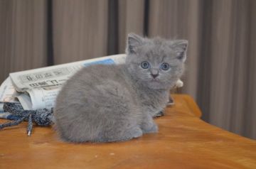 ブリティッシュショートヘア【愛知県・女の子・2018年10月10日・ブルー（ショートヘヤー）】の写真「とても穏やかな性格で人懐っこい性格です。」