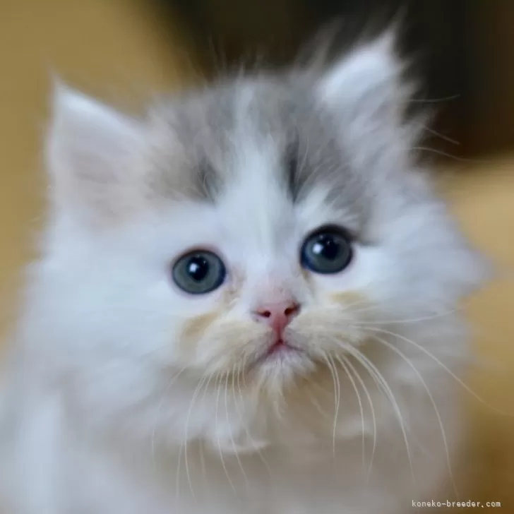 ID：2503-02912の子猫